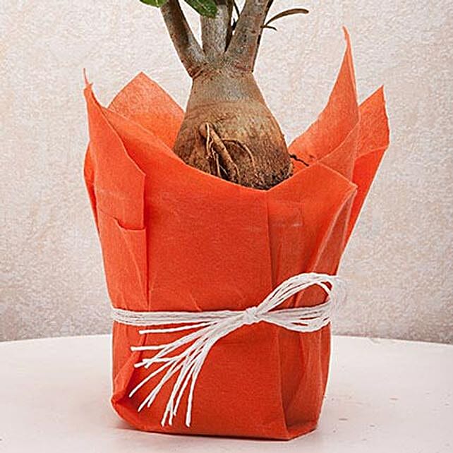Desert Rose Adenium Plant